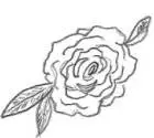Rose sketch