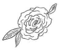 Rose Sketched