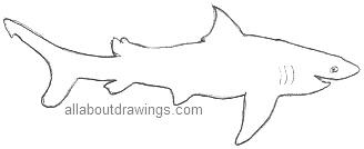 Shark Outline