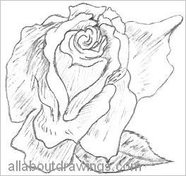 Sketch Of A Rose