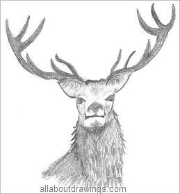 Stag Drawing