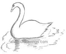 Swan Drawing