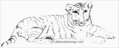 Tiger Cub Drawing