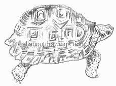 Tortoise Drawing