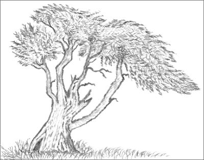 Cypress Tree Drawing