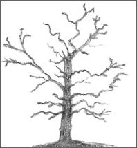 Oak Tree Drawing