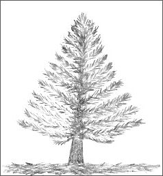 Pine Tree Drawing