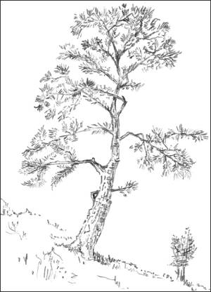 Tree Drawing