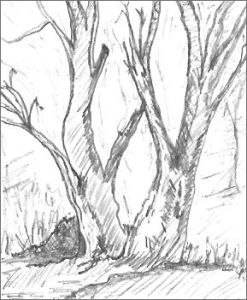 Drawing a Tree