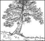 Tree Thumbnail