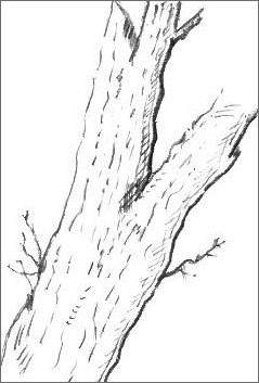 Tree Trunk Drawing