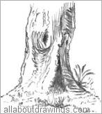 Tree Trunk Drawing