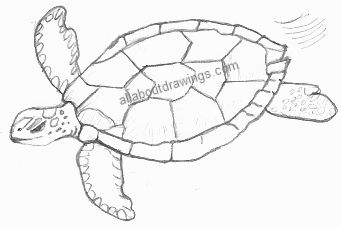 Turtle Drawing