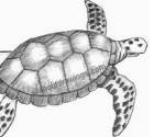 Turtle drawing