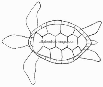 Turtle Outline