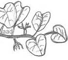 Vine drawing