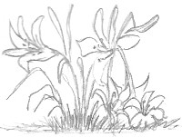 Sketch Flowers