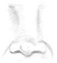 Nose Sketch
