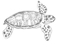 Turtle

Drawing